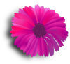 Pink And Purple Daisy Clip Art